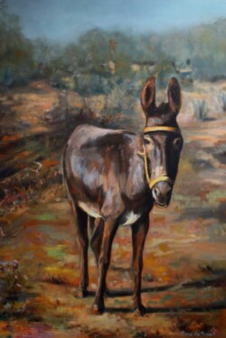 Burro