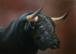 Taureau noir