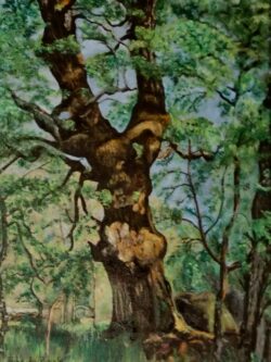 Arbre noueux